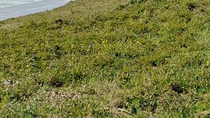 Paesaggio costiero con terreno erboso e scogliere rocciose.