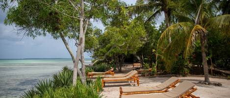 A beach with lounge chairs and a palm tree.