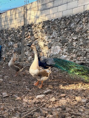Ein Pfau und zwei Gänse laufen über steiniges Gelände in der Nähe einer Steinmauer.