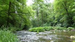 A forested area with a stream. - Your idyllic guest house on the Hexenstieg in the Bode Valley (Thale)