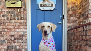 Un chien assis devant une porte bleue sur laquelle est affiché un panneau indiquant « BIENVENUE ».