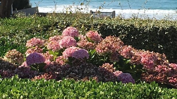 Ein Küstengarten mit Hortensienblüten, einem Baum und Blick auf den Ozean.