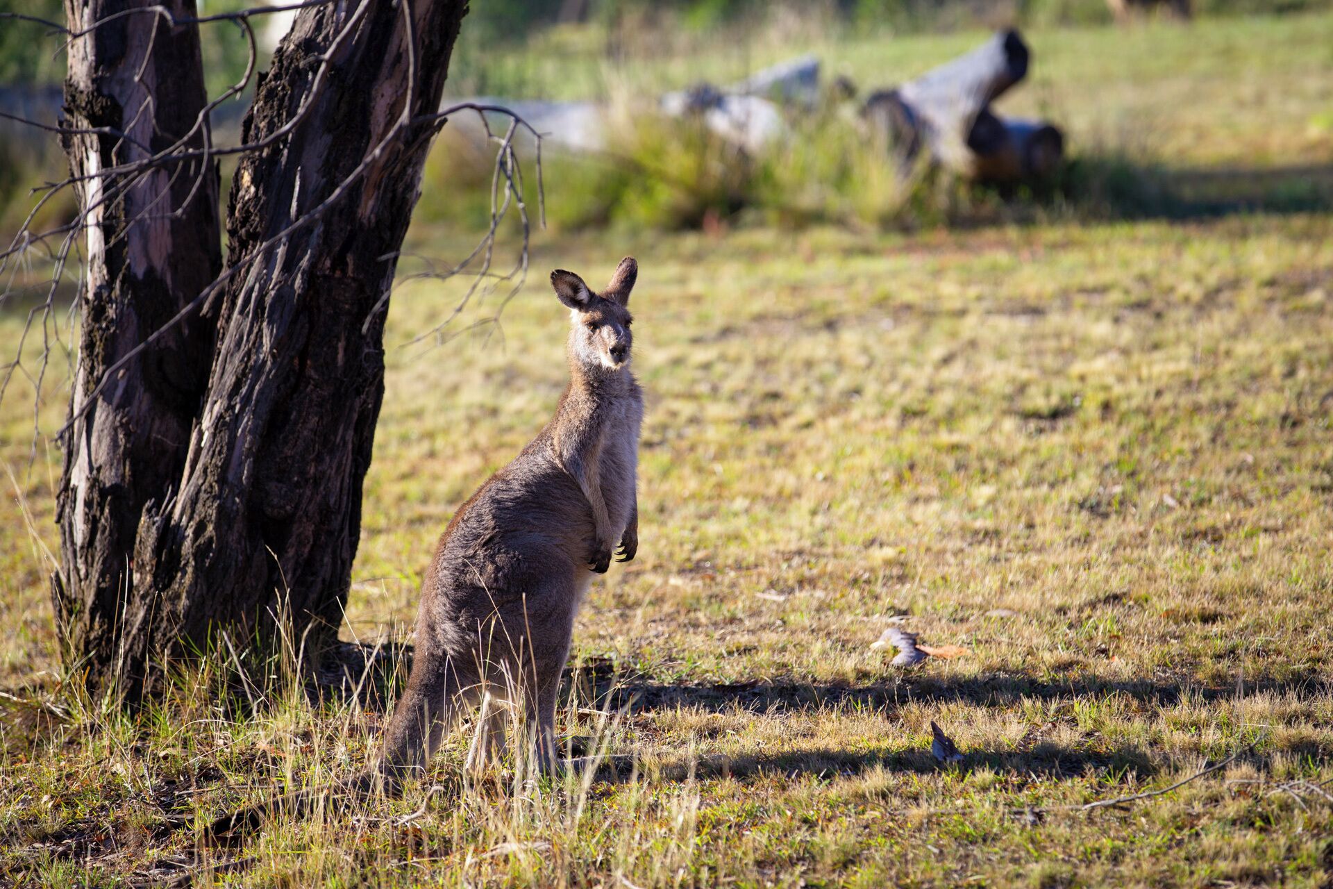 A kangaroo in a grassy field with trees and rocks in the background.