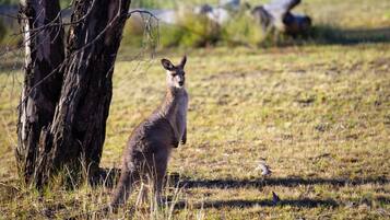 A kangaroo in a grassy field with trees and rocks in the background.