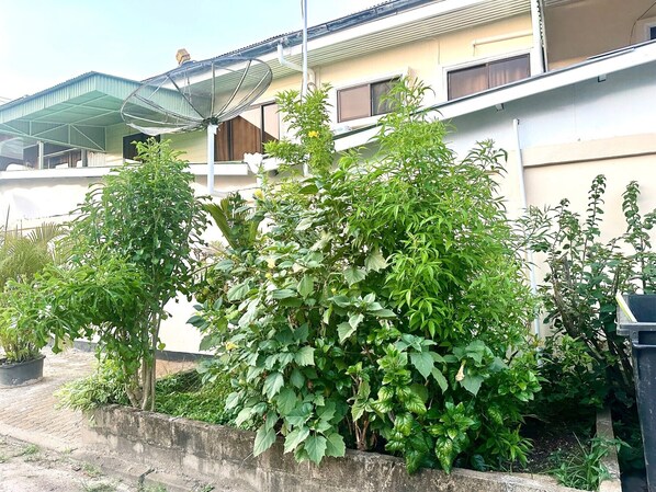 Property grounds - Hotel Mangueira (Paramaribo)