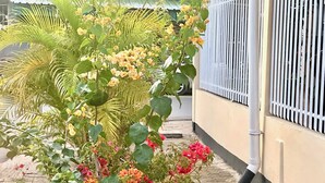 Ein Garten mit verschiedenen blühenden Pflanzen und einem gepflasterten Weg.