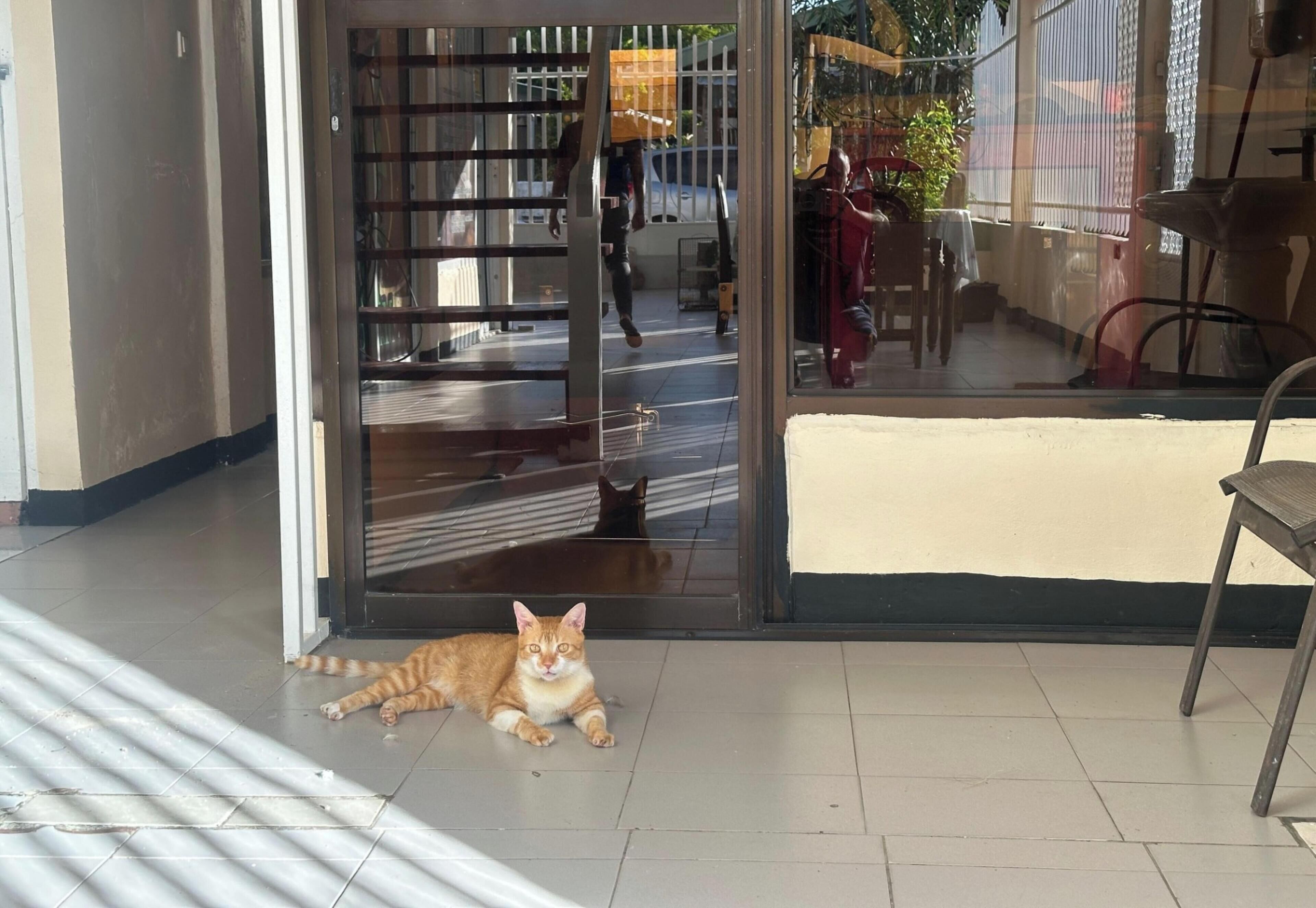 Un chat est allongé sur le sol, près d’une porte, et on peut apercevoir une chaise et une table à l’arrière-plan.