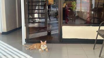 Un chat est allongé sur le sol, près d’une porte, et on peut apercevoir une chaise et une table à l’arrière-plan.