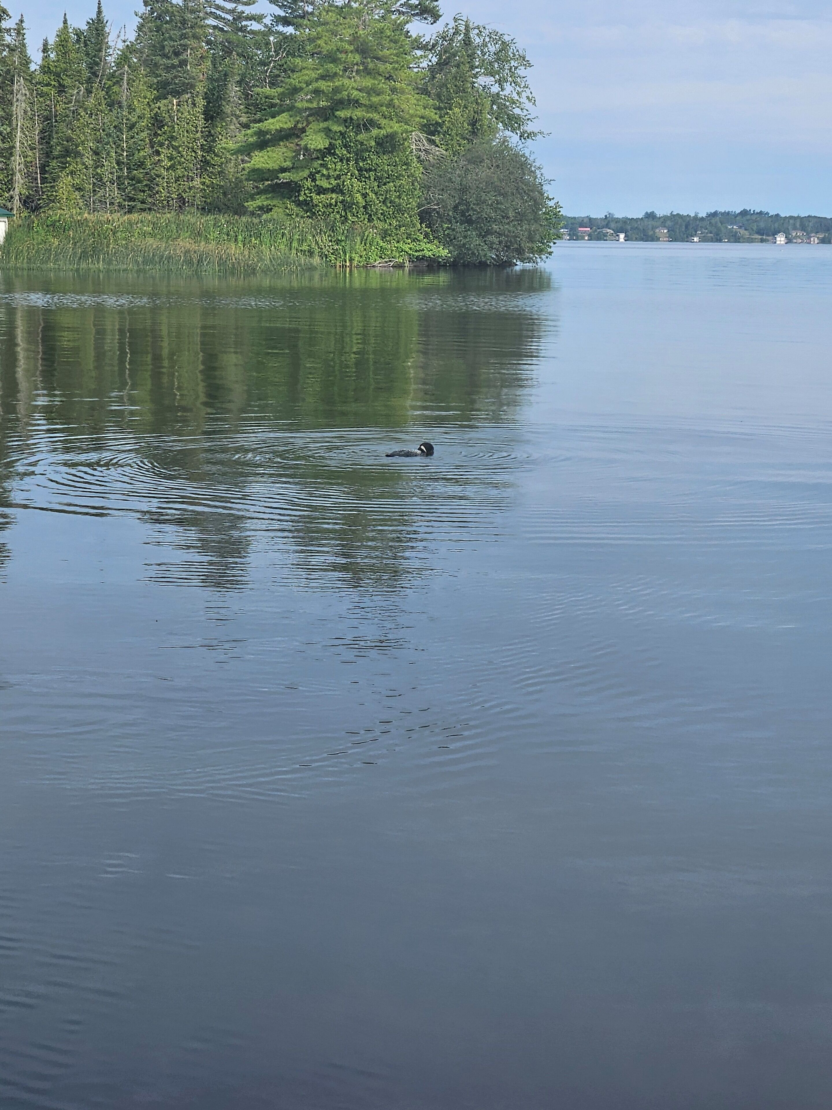Un lago tranquilo con un pato nadando, rodeado de árboles densos y una orilla lejana.