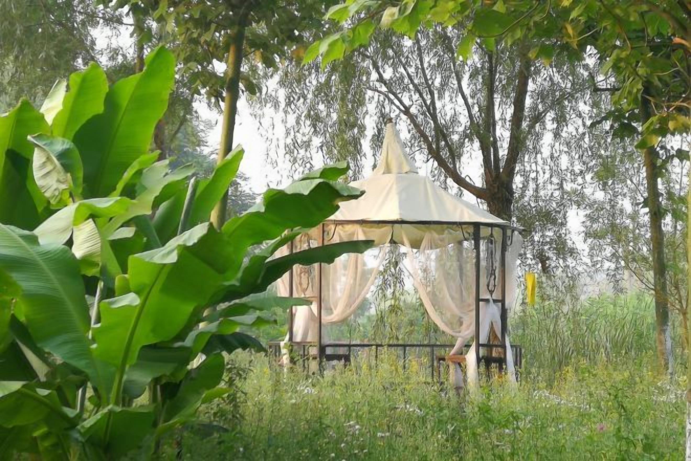 Un belvédère doté d’un auvent, entouré de verdure et d’arbres.