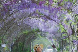Una persona bajo un dosel de flores moradas, con árboles al fondo.