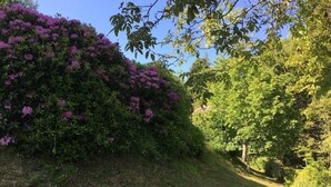 A lush garden with dense foliage and vibrant purple flowers.