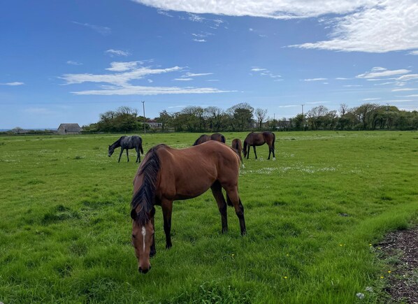 A grassy field with horses grazing. - Tuskar Holiday Cottage (Kilmore)