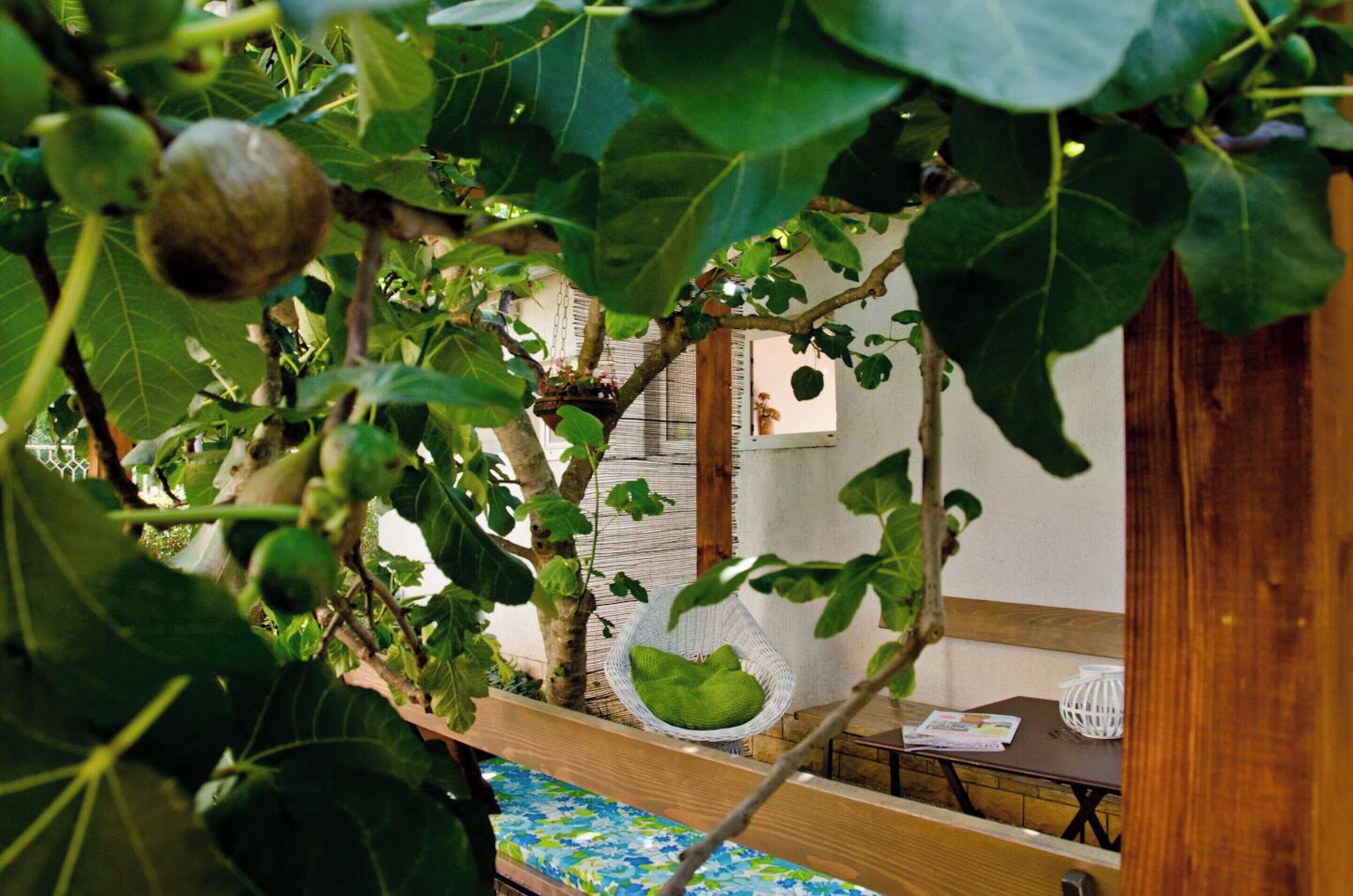 A room with a hanging chair, a table with a magazine, and a view of a garden with fig trees.