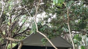 Una cabaña rústica con techo verde, rodeada de follaje denso.