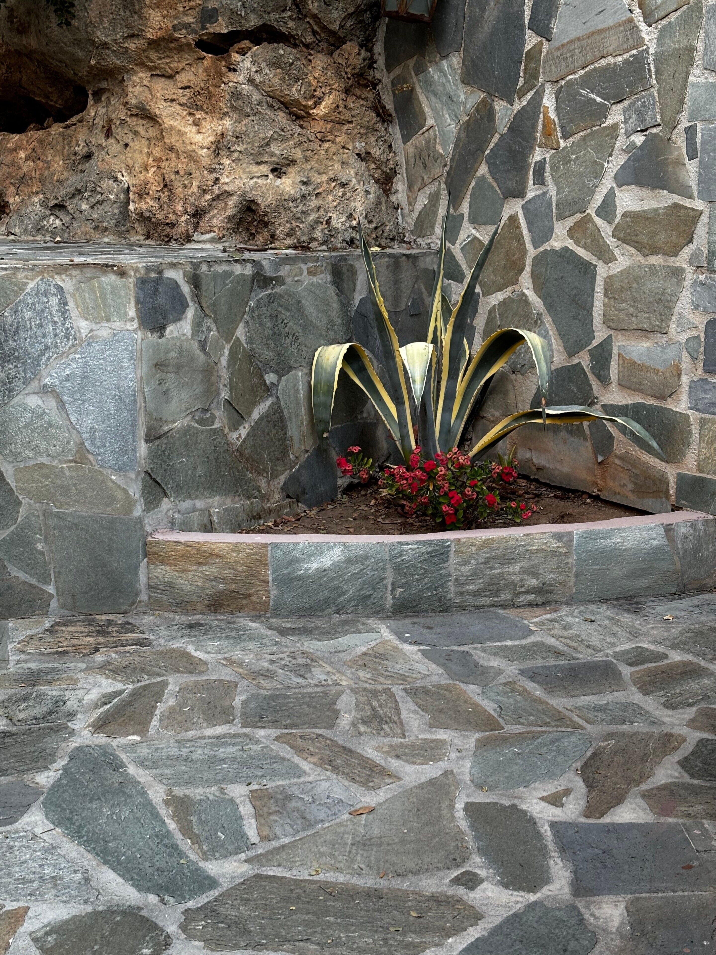 Eine Steinmauer mit einer Pflanze in einem Blumentopf.