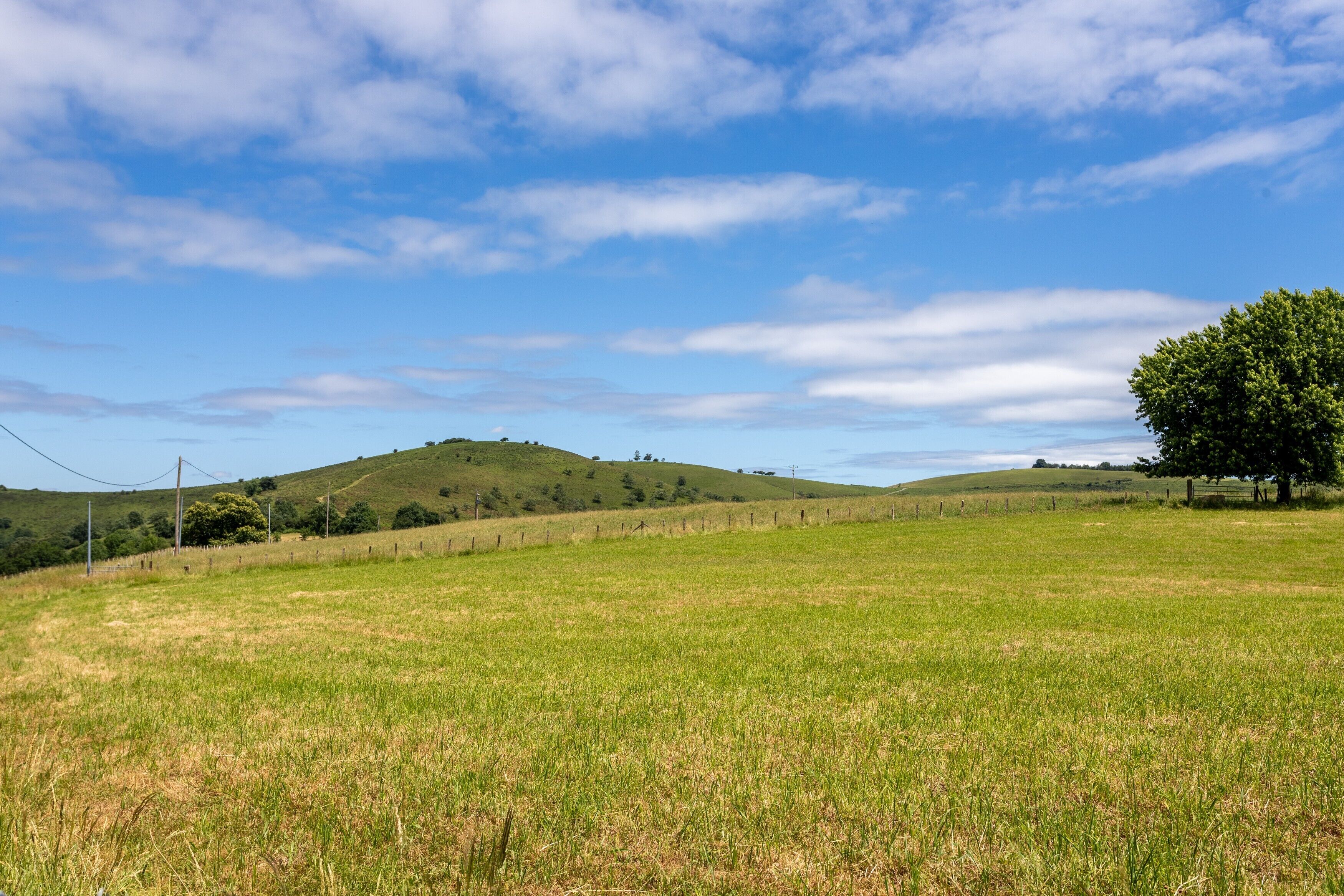 A grassy field with a hill and a tree.