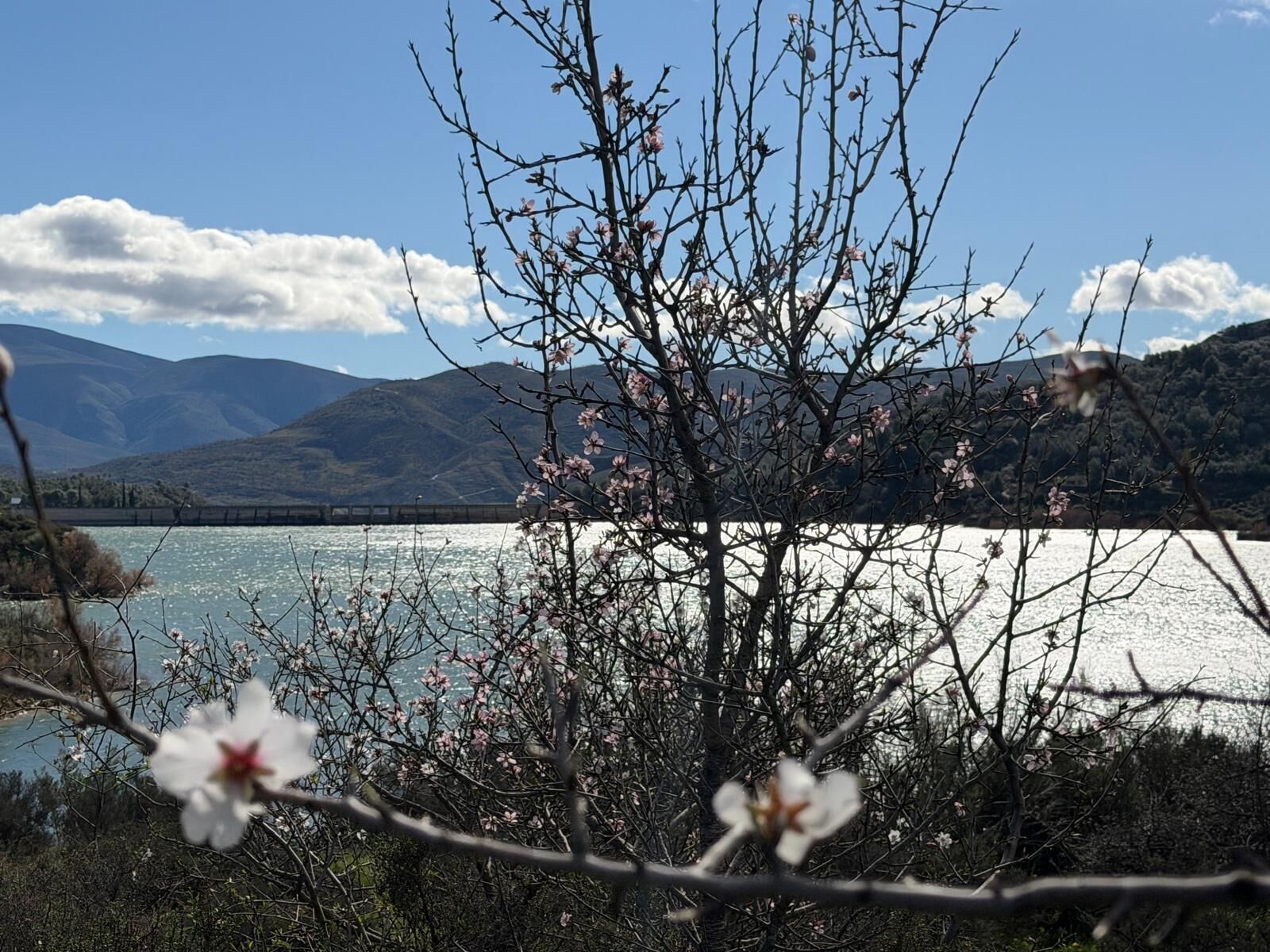 A lake with mountains in the background, a clear sky, and blooming branches in the foreground.