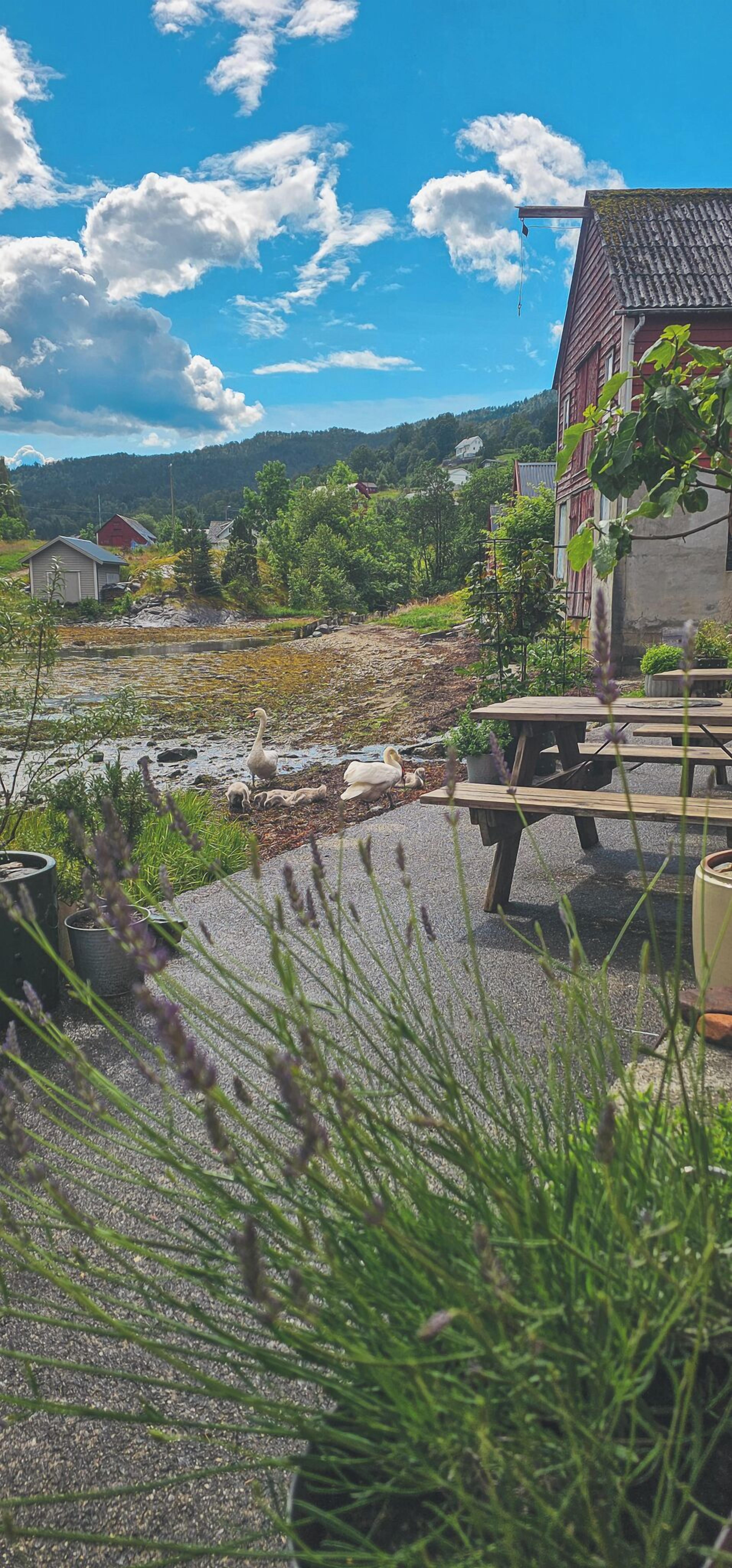 Een landelijke omgeving buiten met een grindpad, houten picknicktafel en bloempotten.