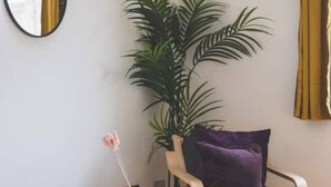 Una habitación con una planta grande en maceta, una silla de madera con cojín morado y una mesita con un florero.