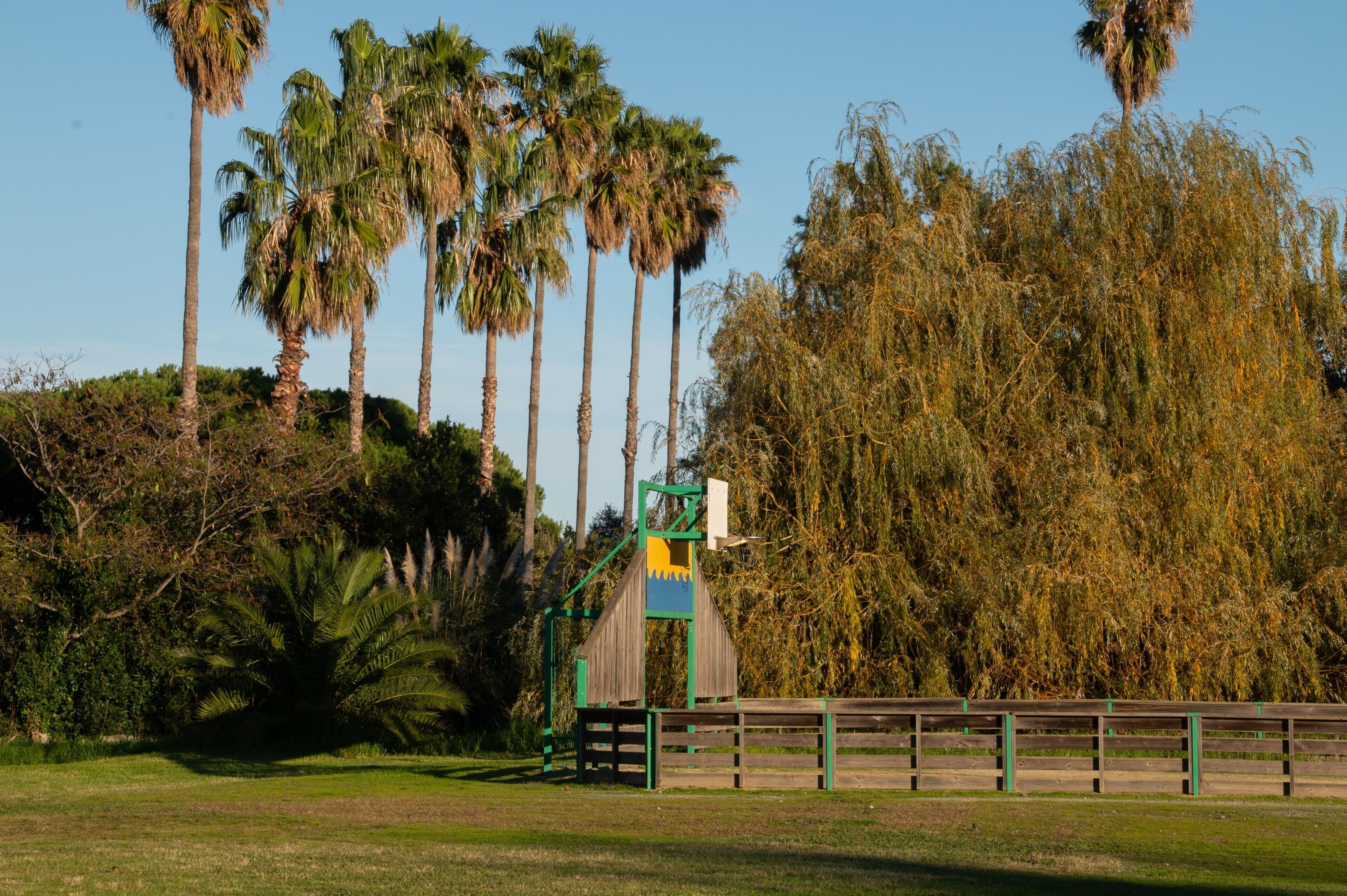 Un parc avec des palmiers, un banc en bois et une structure verte.
