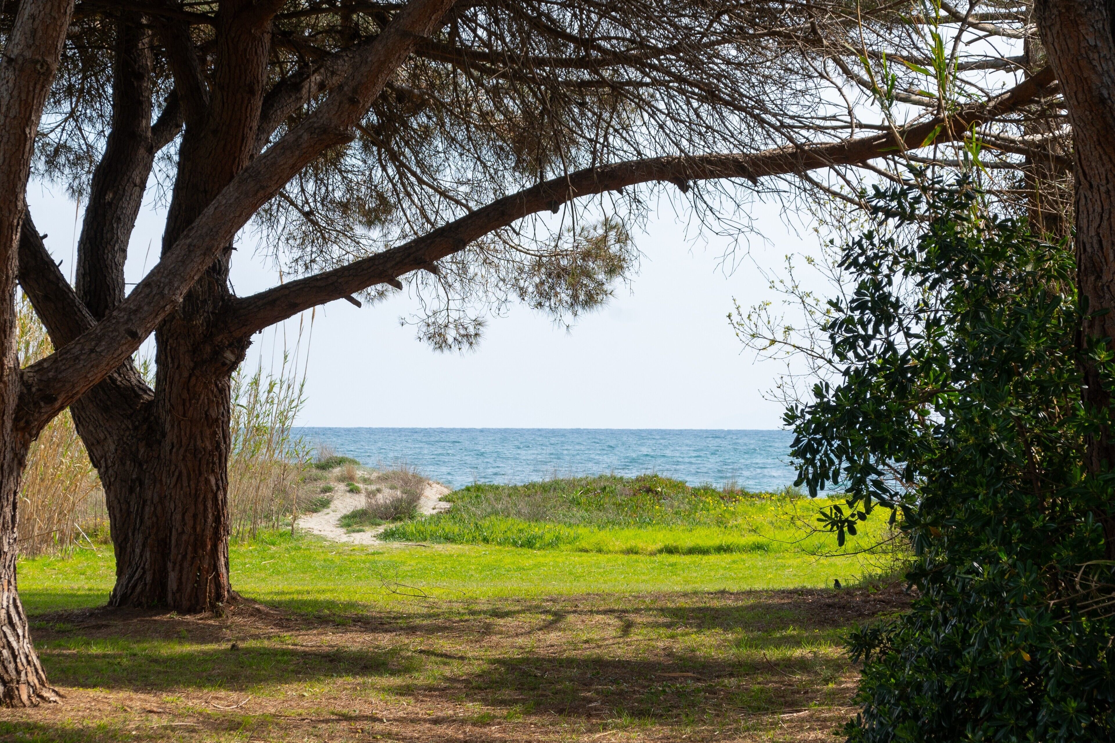 Een pad dat naar een strand leidt, omringd door bomen en begroeiing.