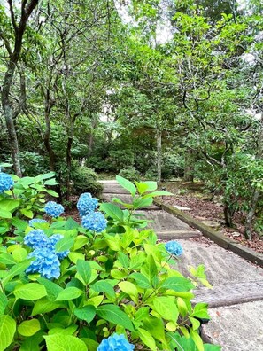 A pathway surrounded by lush greenery and blue hydrangea flowers. - Entire cabin in Ellijay, Georgia (Ellijay)