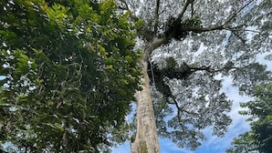 A tall tree with dense foliage against a clear sky. - KingFisher Ecolodge (Misahualli)