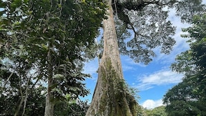A large tree with a thick trunk and extensive roots, surrounded by lush greenery. - KingFisher Ecolodge (Misahualli)