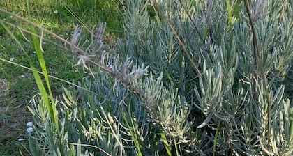 Aragvispiri Wine Cellar