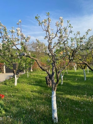 Garden - Aragvispiri Wine Cellar (Dusheti)