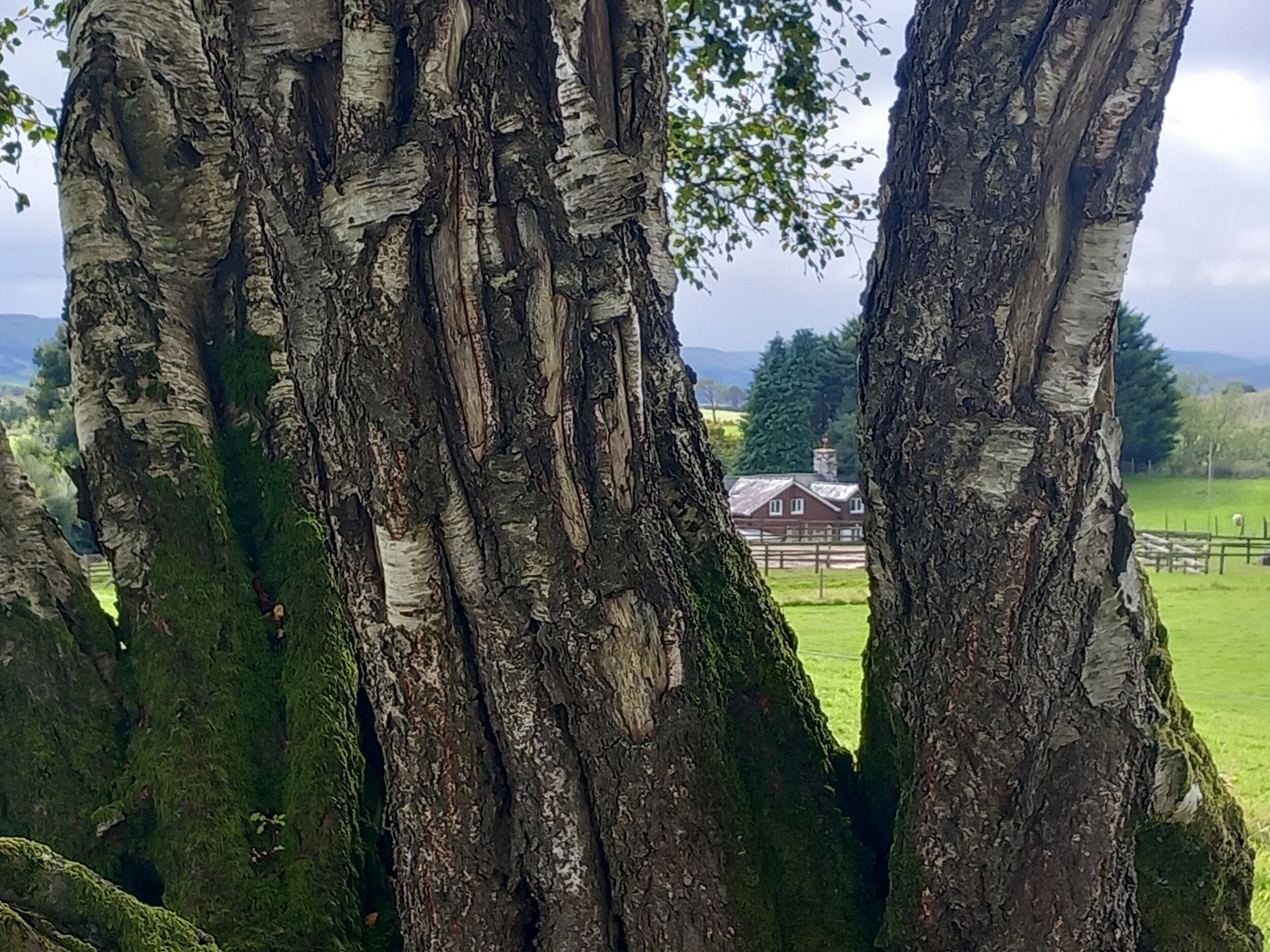 A view through a gap in trees, revealing a rural landscape with a house and a fenced field.