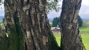 A view through a gap in trees, revealing a rural landscape with a house and a fenced field. - Bryn Y Garreg Cottage - The Wireless Free Farm (Welshpool)