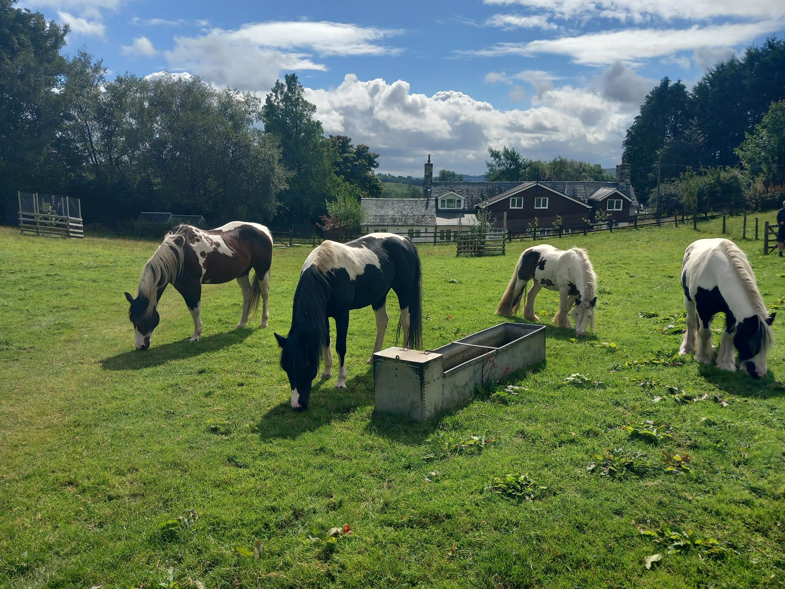 A grassy field with horses grazing and a metal trough in the center.