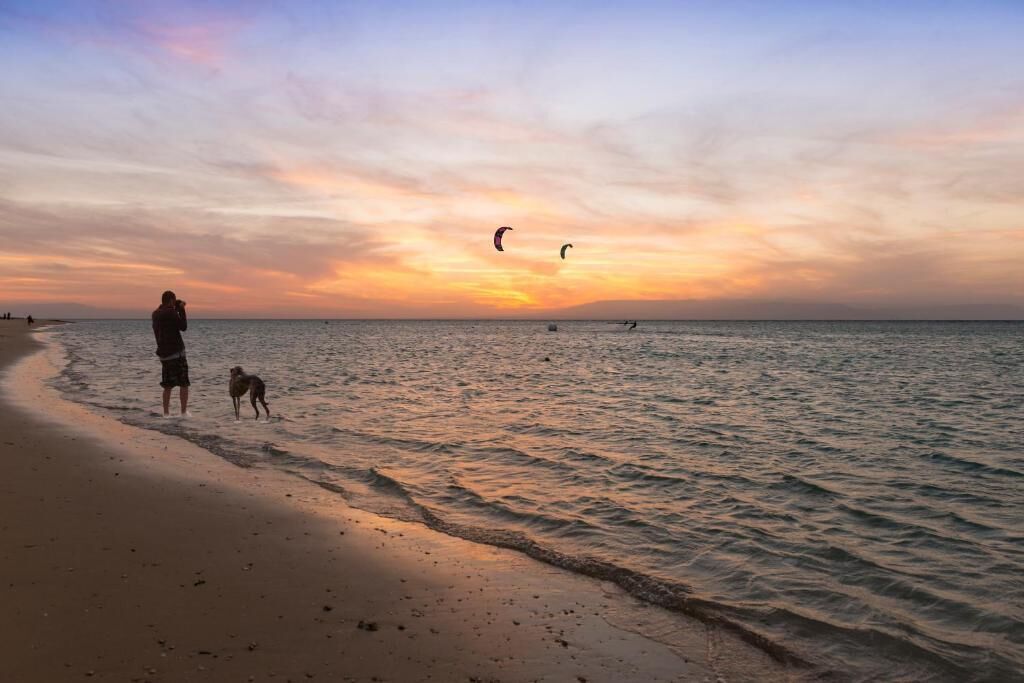A beach scene with a person and a dog near the water, and kites flying in the sky.