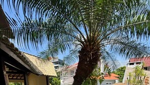 Ein Schwimmbecken, umgeben von einer Holzterrasse, mit einer Palme und einer überdachten Sitzgelegenheit.