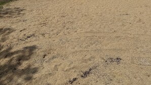 A sandy beach with a lake, a metal fence, and houses in the background. - Beach House w/ Huge Deck Amazing Views!! Kayaks, Swim, Fish! Golf Cart Rental! (Salem Lakes)