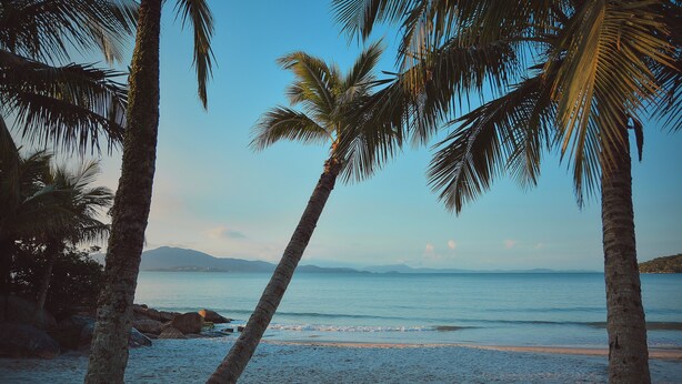 Ein Strand mit Palmen und Blick auf den Ozean.