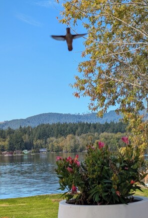 Property grounds - Sandy Shores Luxurious Lake House, Hot Tub, Sauna, Huge Deck, Fireplace & Dock (Olympia)