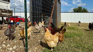 A rural setting with a chicken coop and a red car parked nearby. - Joy Drive In Movie & RV Resort - Montana - Joy Drive In Movie & RV Resort - Montana (Copperas Cove)