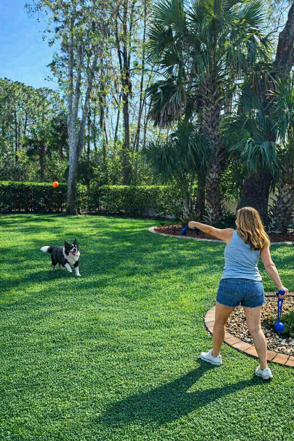 A person playing with a dog in a well-maintained grassy area with trees and a hedge in the background.