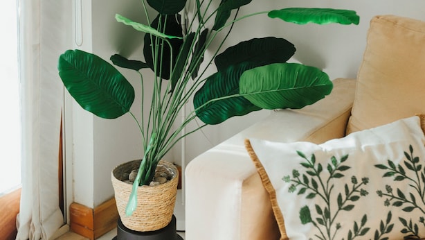 A living room with a beige sofa, a white cushion, and a large green plant in a woven pot. - Cozy One-Bedroom Penthouse in Sliema (Tas-Sliema)