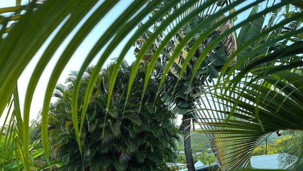 Una piscina con cubierta de madera, rodeada de exuberante follaje tropical.