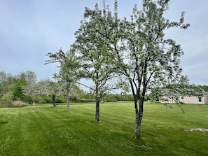 A grassy field with several trees and a building in the background.