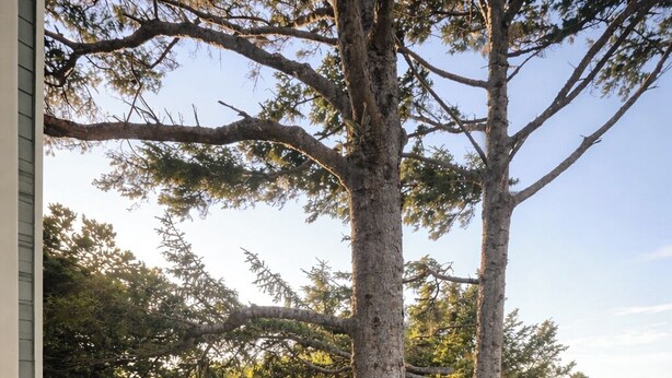En träaltan med en soffa och ett litet bord, omgiven av träd.