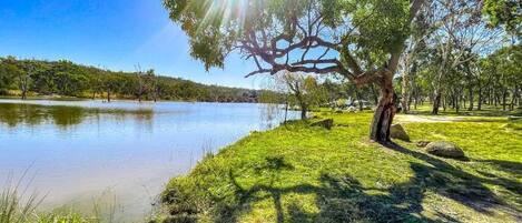 Un parque tranquilo junto al lago, con un árbol grande que proyecta una sombra sobre el césped.
