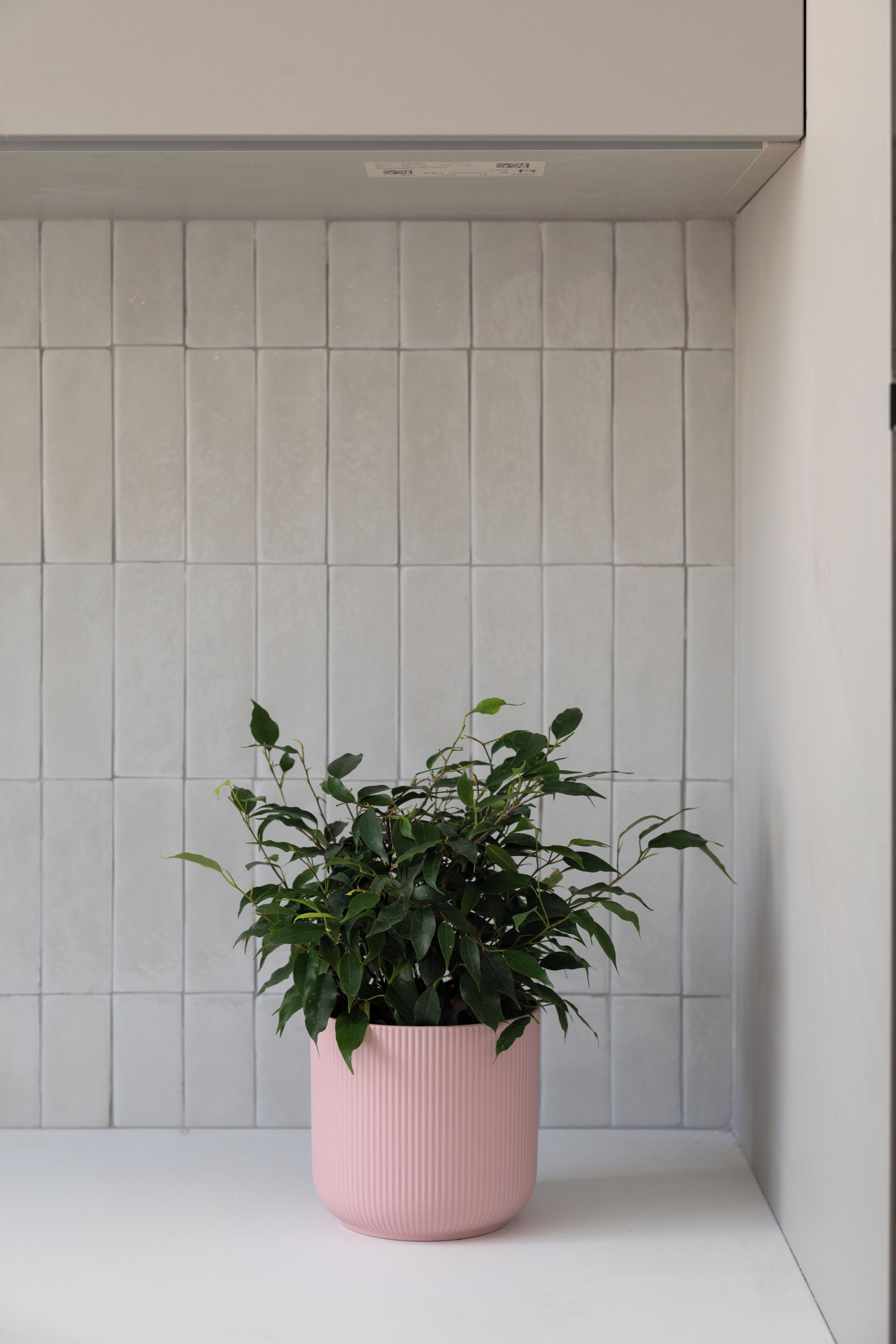A potted plant in a pink pot on a white surface against a tiled wall.