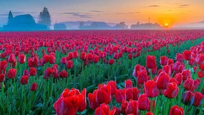 Een veld rode tulpen bij zonsondergang, met op de achtergrond gebouwen en bomen.