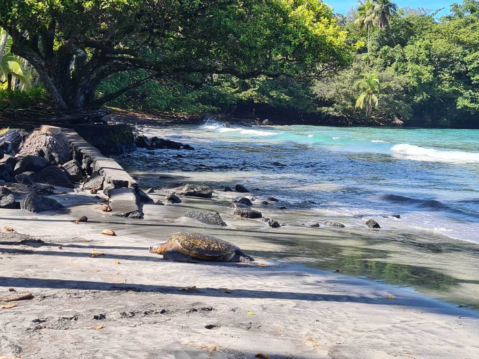 Beach nearby, black sand