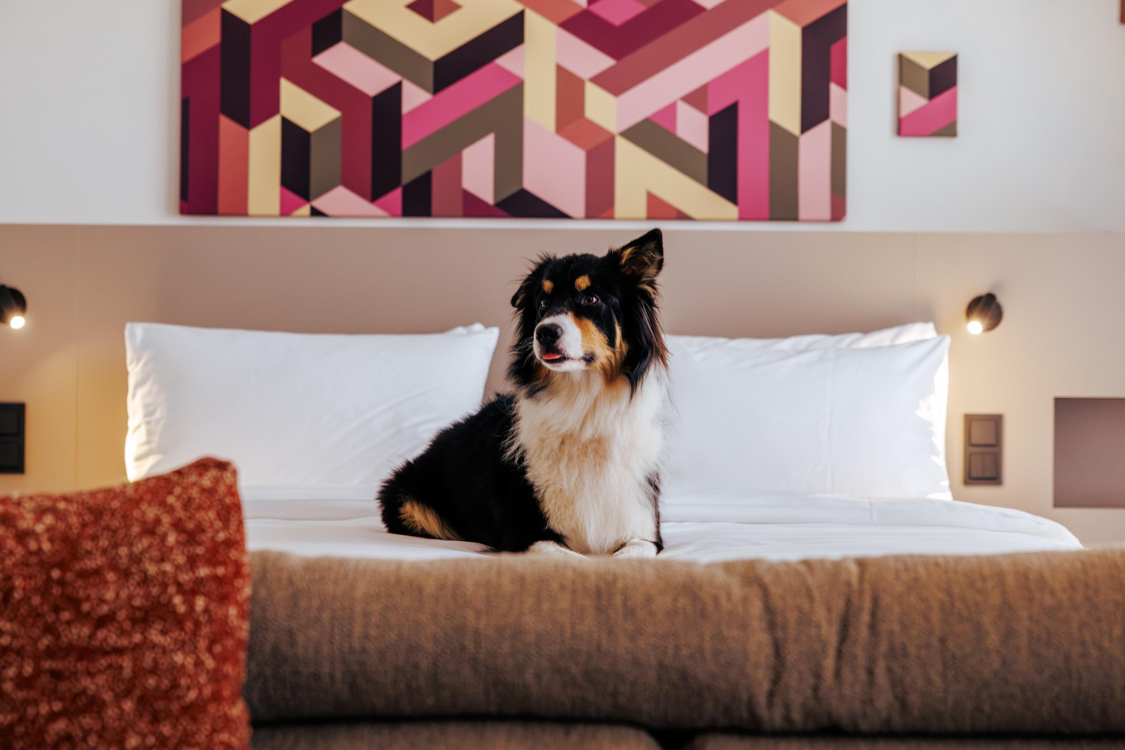 A dog sitting on a bed with a geometric patterned wall behind it.